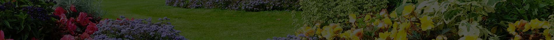 top-banner