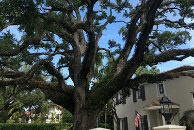 Tree Services