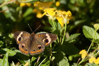 Butterfly Garden Creation