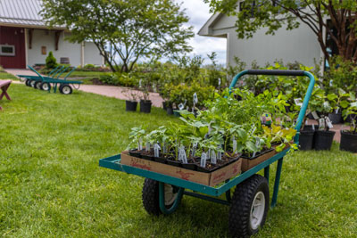 Plants Sale